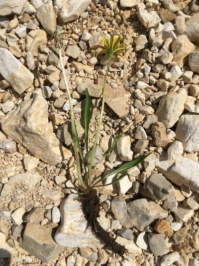 Taraxacum tenuifolium, photographed by Mirko Ubović