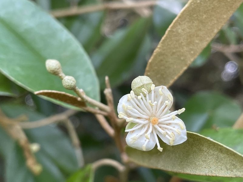 Morisonia odoratissima, photographed by Noah Yawn