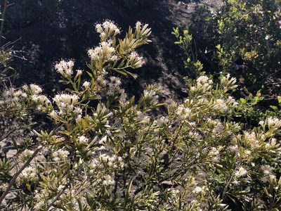 Gochnatia foliolosa, photographed by leolahera