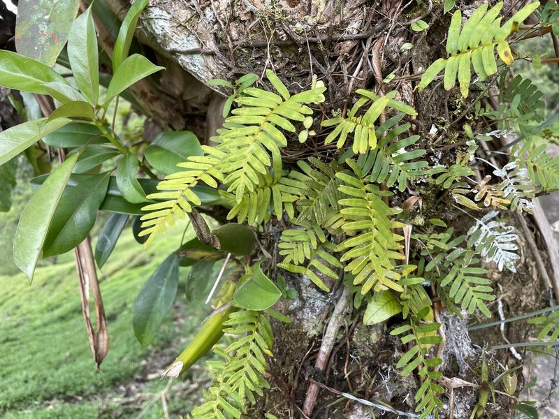 Pleopeltis polypodioides, photographed by Noah Yawn
