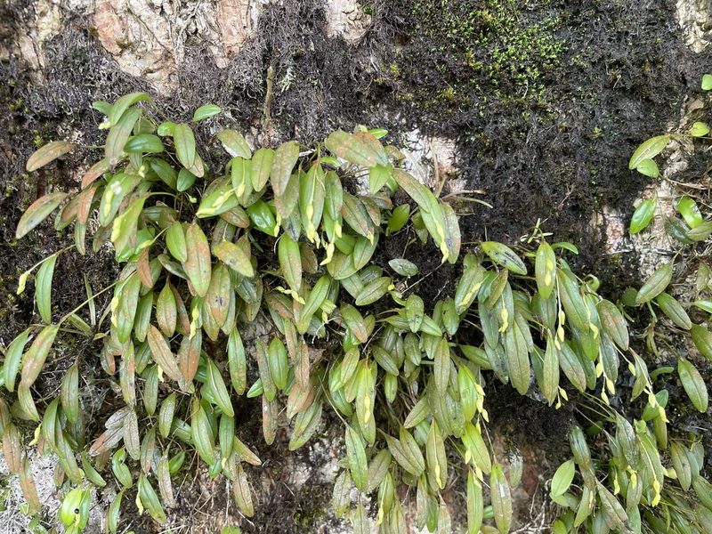 Pleurothallis pruinosa, photographed by Noah Yawn