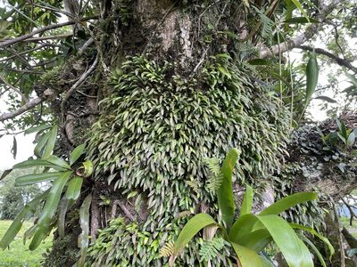 Pleurothallis pruinosa, photographed by Noah Yawn