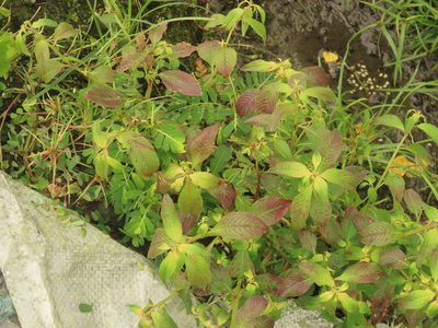 Ludwigia hyssopifolia, photographed by chiuluan