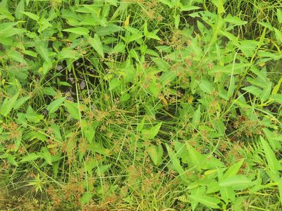 Cyperus polystachyos, photographed by chiuluan