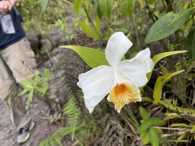 Sobralia chrysostoma, photographed by Noah Yawn