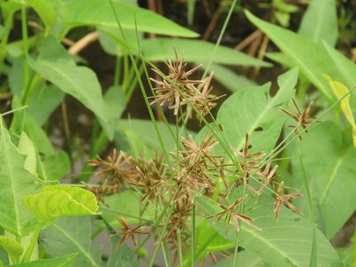 Cyperus flavidus, photographed by chiuluan