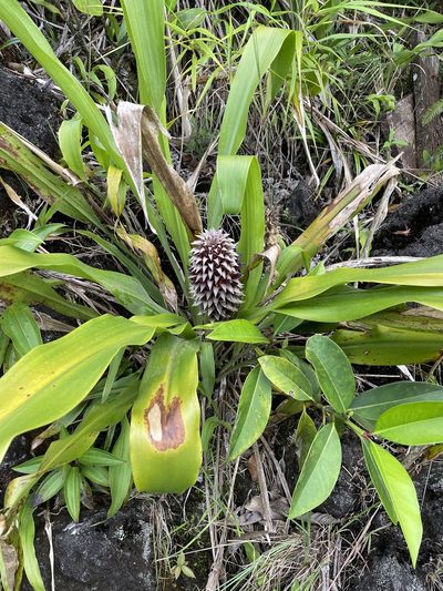 Pitcairnia funkiae, photographed by Noah Yawn