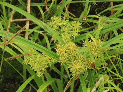 Cyperus odoratus, photographed by chiuluan