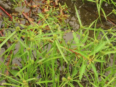 Cyperus brevifolius, photographed by chiuluan