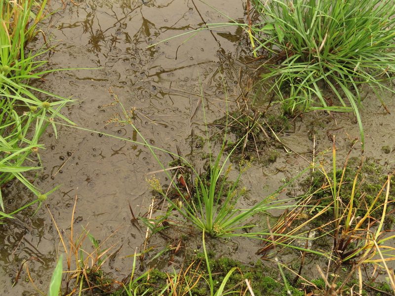 Fimbristylis littoralis, photographed by chiuluan