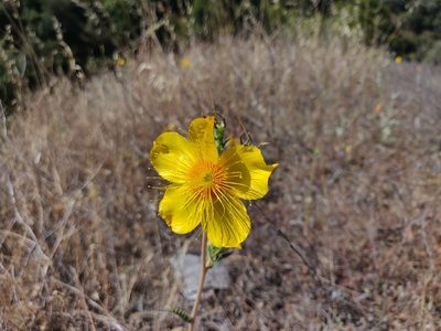 Mentzelia lindleyi, photographed by Alexander Wentworth
