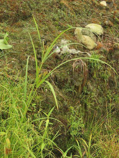 Cyperus nutans, photographed by chiuluan
