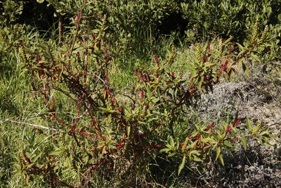 Phytolacca octandra, photographed by Tony Rebelo