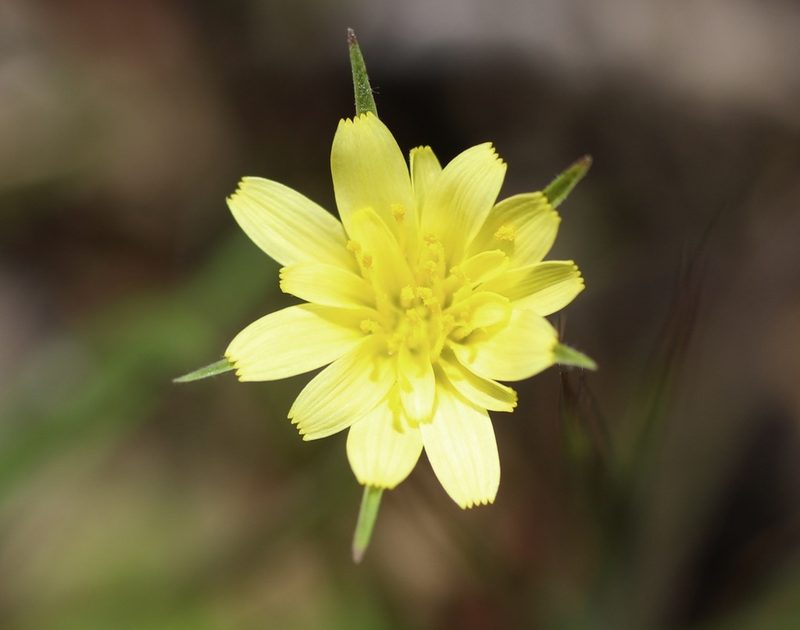 Uropappus lindleyi, photographed by Cricket Raspet