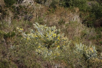 Acacia podalyriifolia, photographed by Tony Rebelo