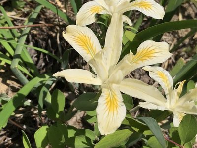 Iris chrysophylla, photographed by Aaron Liston