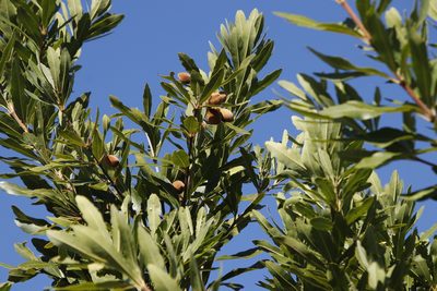 Brabejum stellatifolium, photographed by Tony Rebelo