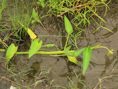 Ipomoea aquatica, photographed by chiuluan
