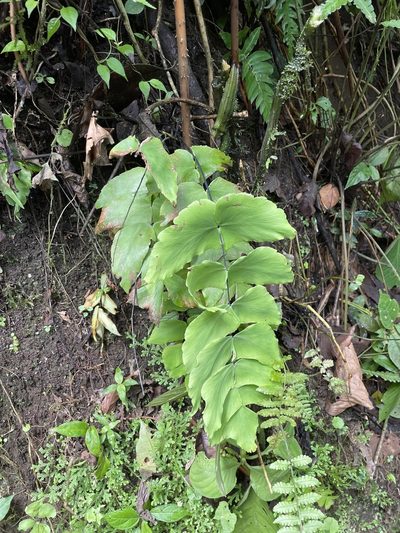 Adiantum macrophyllum, photographed by Noah Yawn