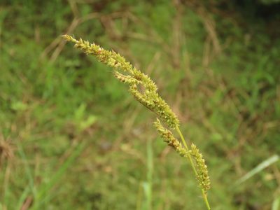 Echinochloa colona, photographed by chiuluan