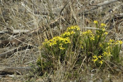Senecio burchellii, photographed by Tony Rebelo