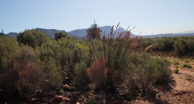 Thamnochortus insignis, photographed by Tony Rebelo