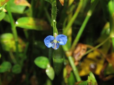 Commelina diffusa, photographed by chiuluan