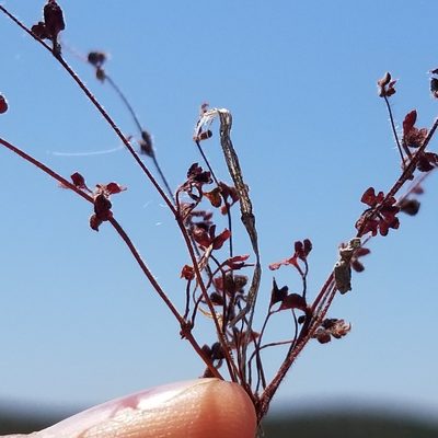Pterostegia drymarioides, photographed by James C. Davis