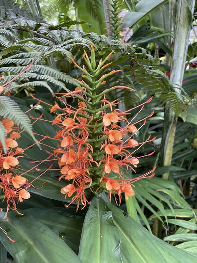 Hedychium coccineum, photographed by Noah Yawn