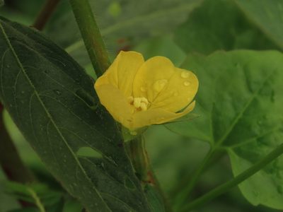 Ludwigia octovalvis, photographed by chiuluan
