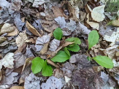 Pyrola elliptica, photographed by Nick Kleinschmidt
