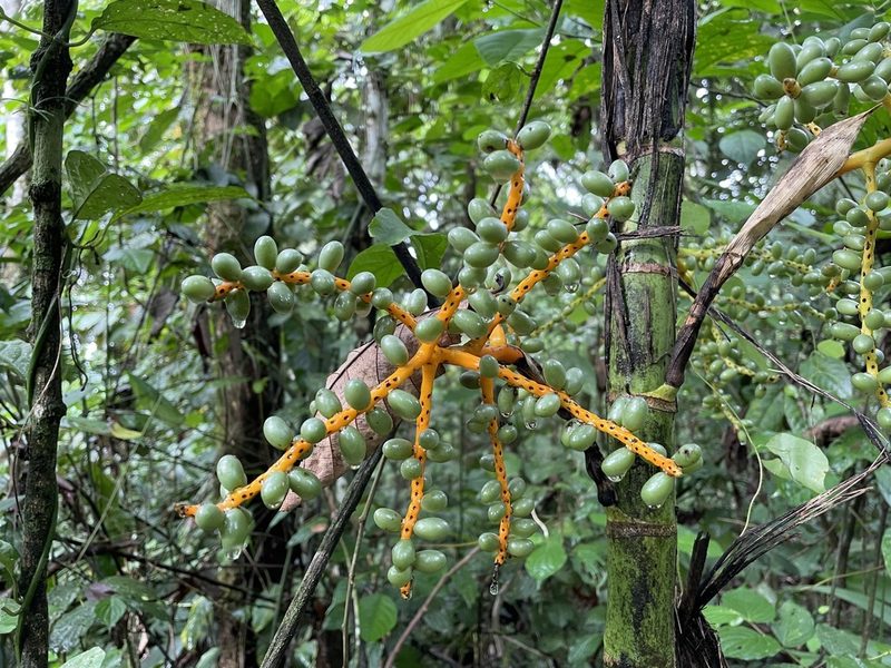 Chamaedorea tepejilote, photographed by Noah Yawn