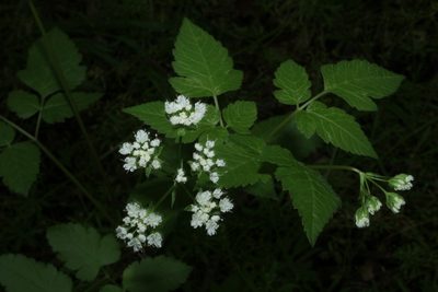 Osmorhiza longistylis, photographed by Sarah Culliton