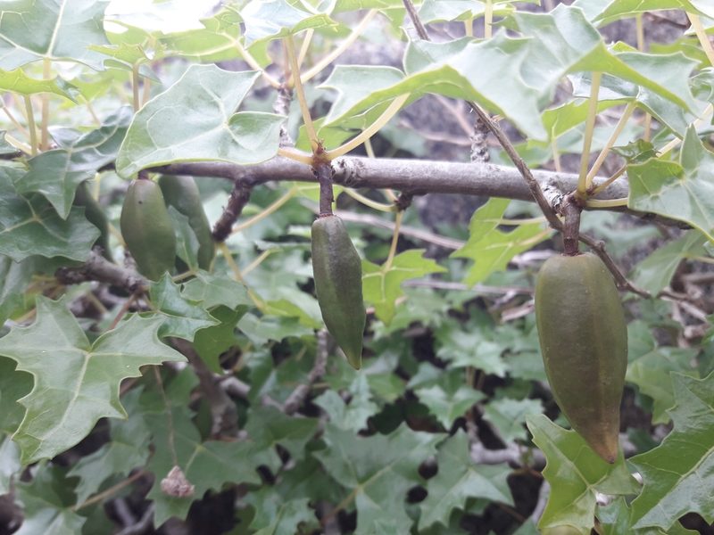 Vasconcellea chilensis, photographed by David Gutiérrez