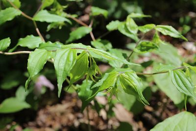 Prosartes lanuginosa