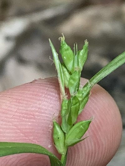 Carex amphibola, photographed by Daniel J. Layton