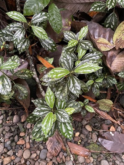 Pilea cadierei, photographed by Noah Yawn