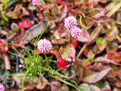 Persicaria capitata, photographed by Tyler Bishop