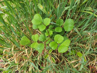 Rubus ellipticus, photographed by Tyler Bishop