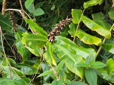 Hedychium gardnerianum, photographed by Tyler Bishop