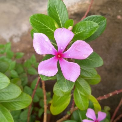 Catharanthus roseus, photographed by N P