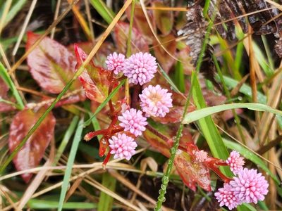 Persicaria capitata, photographed by Tyler Bishop
