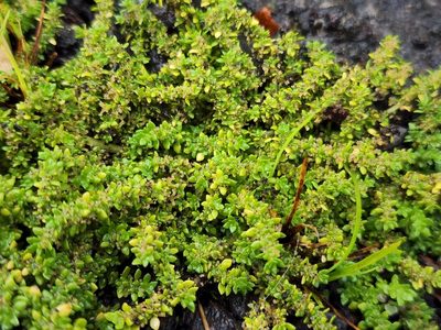 Pilea microphylla, photographed by Tyler Bishop