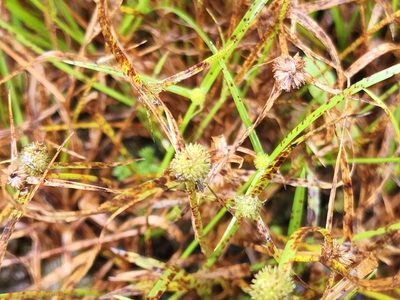 Cyperus brevifolius, photographed by Tyler Bishop