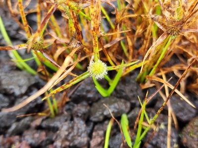 Cyperus brevifolius, photographed by Tyler Bishop