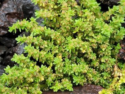 Pilea microphylla, photographed by Tyler Bishop