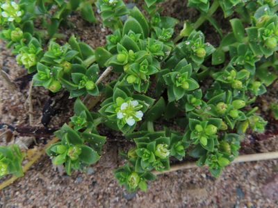 Honckenya peploides, photographed by Anne Thomson