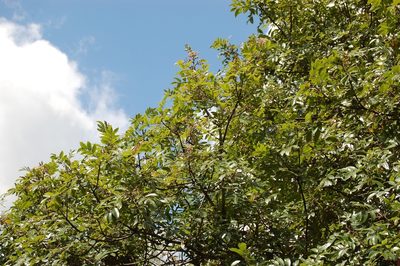 Rhus schiedeana, photographed by Neptalí Ramírez Marcial