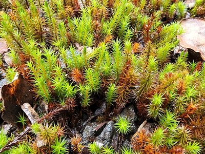 Polytrichum commune, photographed by Tyler Bishop