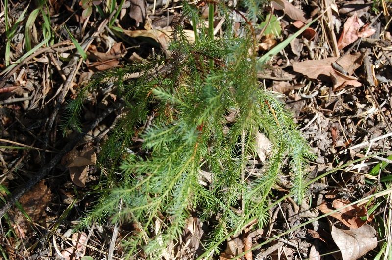 Juniperus gamboana, photographed by Neptalí Ramírez Marcial
